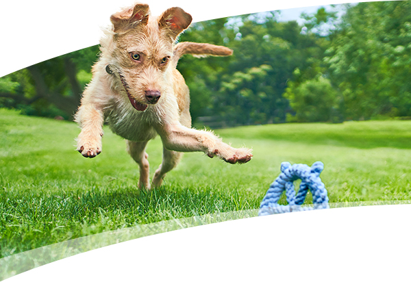 A dog playing in a grassy field